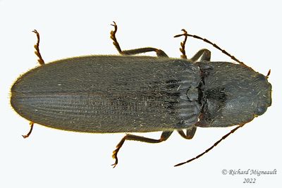 Click beetle - Hemicrepidius memnonius m22 1