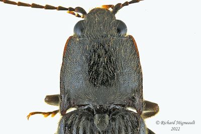 Click beetle - Hemicrepidius memnonius m22 2