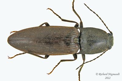 Click Beetle - Liotrichus spinosus m22 1