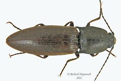 Click Beetle - Liotrichus spinosus m221
