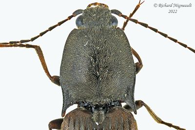Click Beetle - Liotrichus spinosus m22 2