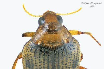 Crawling Water Beetle - Haliplus immaculicollis m22 2