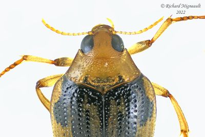 Crawling Water Beetle - Haliplus, subgenus Paraliaphlus m22 2