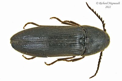 Darkling beetle - Neatus sp - m22 1