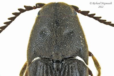 Darkling beetle - Neatus sp - m22 2