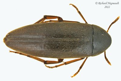 False Darkling Beetle - Orchesia castanea m22 1