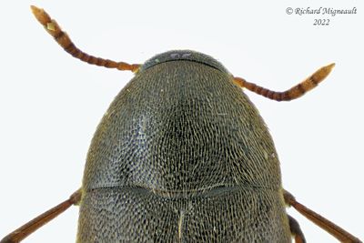 False Darkling Beetle - Orchesia castanea m22 2
