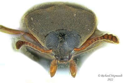 False Darkling Beetle - Orchesia castanea m22 3