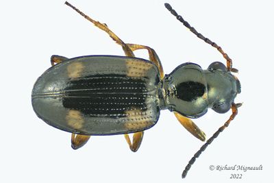 Ground beetle - Bembidion quadrimaculatum m22 