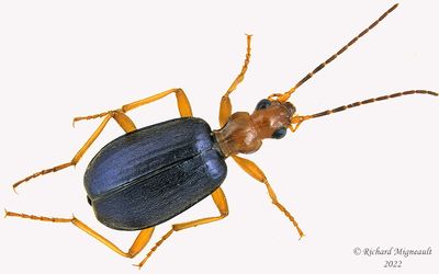 Ground beetle - Brachinus m22 