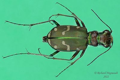 Ground beetle - Cicindela limbalis, Common Tiger Beetle m22 