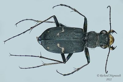 Ground beetle - Cicindela longilabris longilabris m22 1