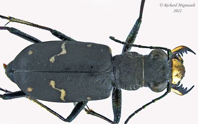 Ground beetle - Cicindela longilabris longilabris m22 2