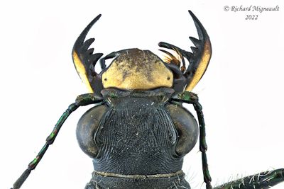 Ground beetle - Cicindela longilabris longilabris m22 3