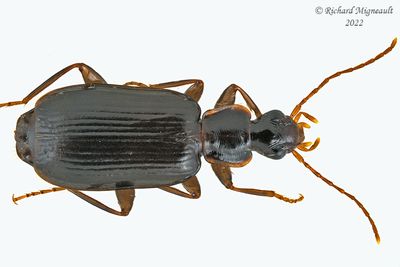 Ground beetle - Dromius piceus m22 1