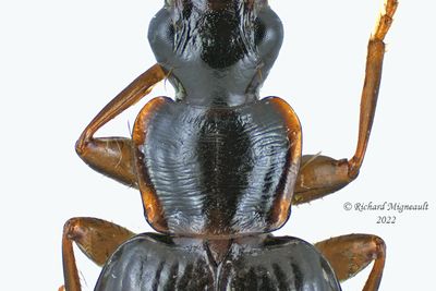 Ground beetle - Dromius piceus m22 2