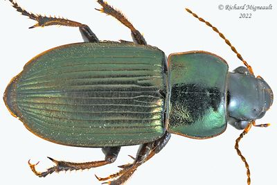 Ground beetle - Harpalus affinis m22 1