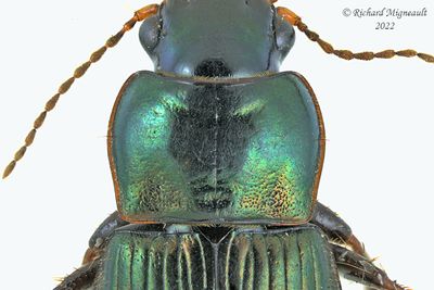 Ground beetle - Harpalus affinis m22 2