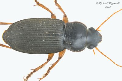 Ground beetle - Harpalus rufipes m22 1