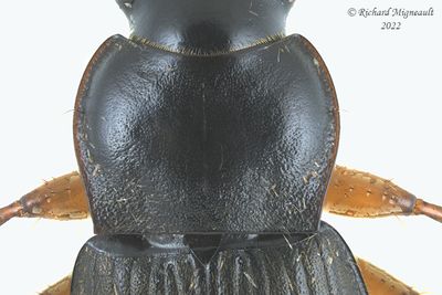 Ground beetle - Harpalus rufipes m22 2