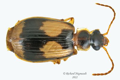 Ground beetle - Lebia fuscata m22 
