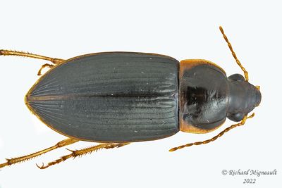 Ground beetle - Notiobia terminata m22 1