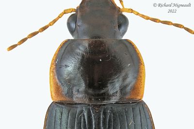 Ground beetle - Notiobia terminata m22 2