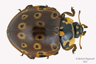 Lady Beetle - Anatis mali - Eye-spotted Lady Beetle m22 