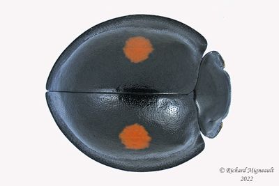 Lady Beetle - Chilocorus stigma - Twice-stabbed Lady Beetle m22 