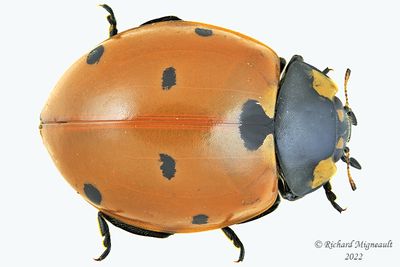 Lady Beetle - Coccinella septempunctata - Seven-spotted lady beetle m22 