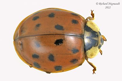 Lady Beetle - Harmonia axyridis - Multicolored Asian Lady Beetle m22