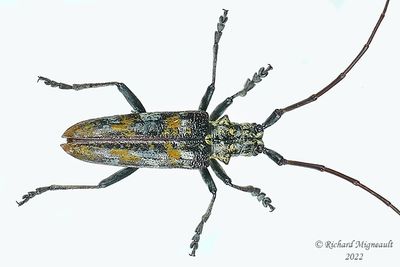 Longhorned Beetle - Monochamus marmorator m22 