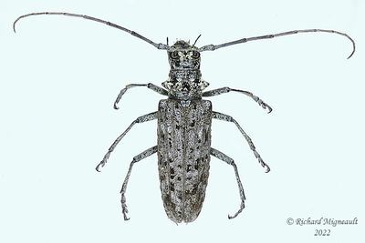 Longhorned Beetle - Monochamus notatus, female m22 1