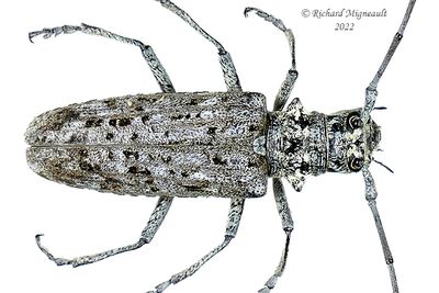 Longhorned Beetle - Monochamus notatus, female m22 2