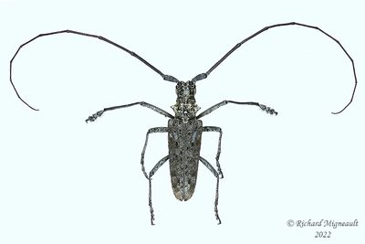 Longhorned Beetle - Monochamus notatus, male m22 1