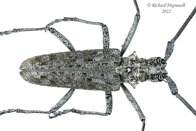 Longhorned Beetle - Monochamus notatus, male m22 2