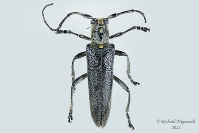 Longhorned Beetle - Monochamus scutellatus, female m22 