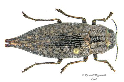 Metallic Wood-Boring beetle - Dicerca tenebrica m22 