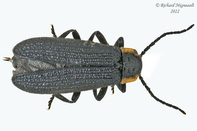 Net Winged Beetle - Plateros sp m22 1