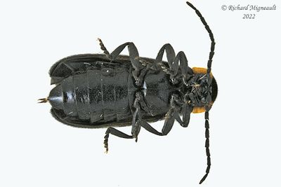 Net Winged Beetle - Plateros sp m22 2