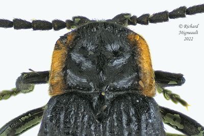 Net Winged Beetle - Plateros sp m22 3
