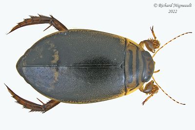 Predaceous Diving Beetle - Acilius semisulcatus m22 1