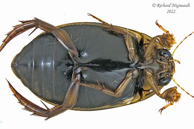 Predaceous Diving Beetle - Acilius semisulcatus m22 2
