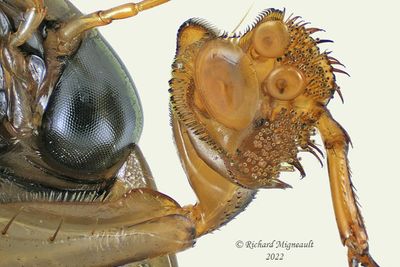 Predaceous Diving Beetle - Acilius semisulcatus m22 3
