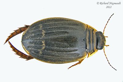 Predaceous Diving Beetle - Acilius semisulcatus m22 1