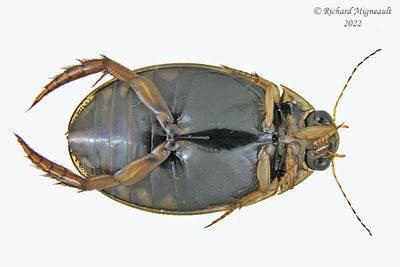 Predaceous Diving Beetle - Acilius semisulcatus m22 2