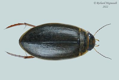 Predaceous Diving Beetle - Colymbetes sculptilis m22 1