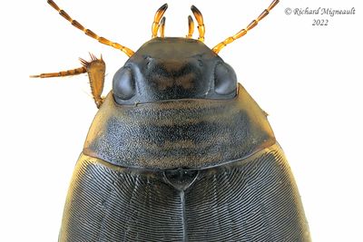 Predaceous Diving Beetle - Colymbetes sculptilis m22 2