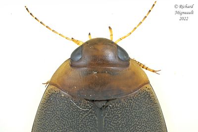 Predaceous Diving Beetle - Graphoderus liberus m22 2