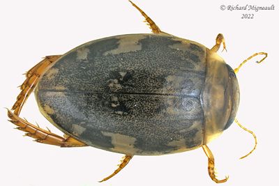 Predaceous Diving Beetle - Laccophilus maculosus  m22 